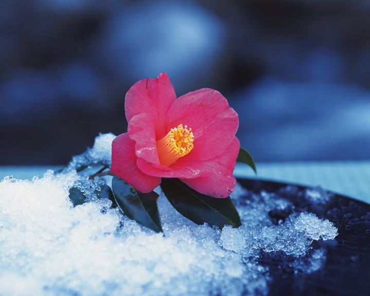 �����񍐎ʐ^