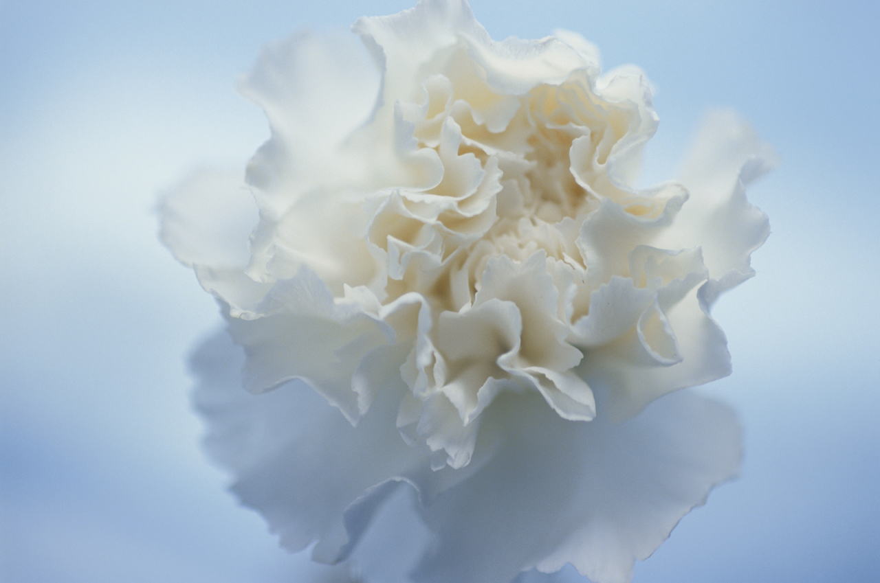 �����񍐎ʐ^